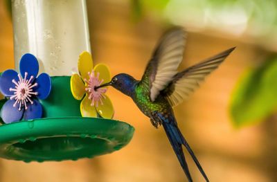 Close-up of bird perching on plant