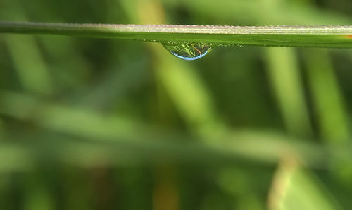 Close-up of raindrops on leaf