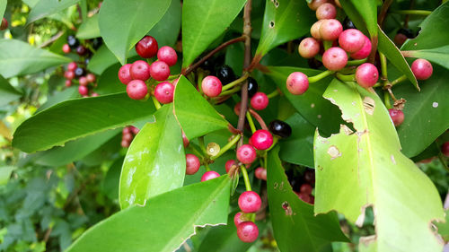 Close-up of berries growing on plant