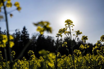 Yellow flowering plants on field against sky