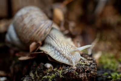 Close-up of snail