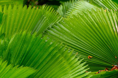 Full frame shot of palm leaves