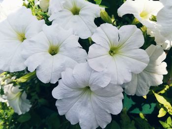 Close-up of white flowers blooming outdoors