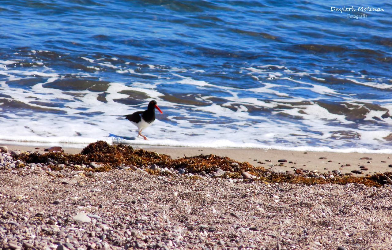 BIRDS AT BEACH