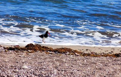 Bird on beach