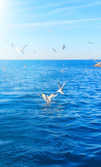 Seagulls flying over sea