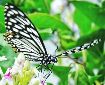 Close-up of butterfly perching on plant