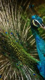 Close-up of peacock