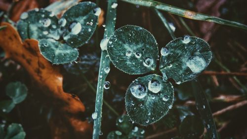 Close-up of raindrops on leaves