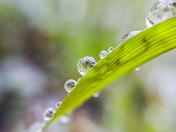 Close up of leaves