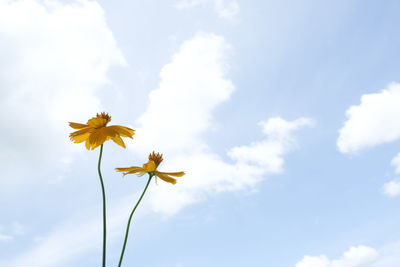 Low angle view of yellow flowering plant against sky