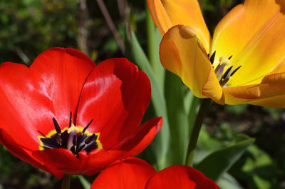 Close-up of red flowers blooming outdoors