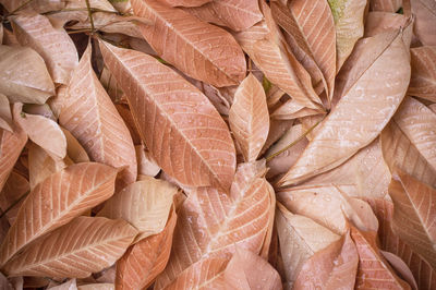 Full frame shot of leaves for sale in market