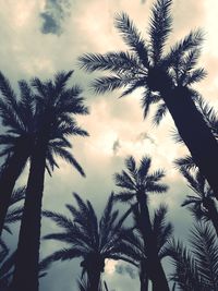 Low angle view of palm trees against sky