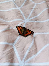 High angle view of butterfly on bed