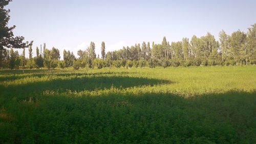 Scenic view of field against clear sky