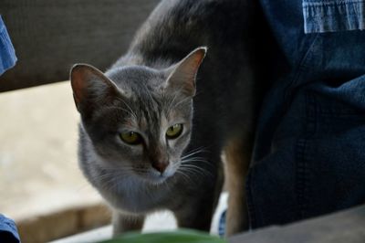 Close-up portrait of cat at home