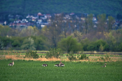 High angle view of bird on field