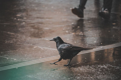Bird perching on wet surface