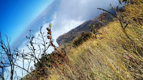 Plants on landscape against sky