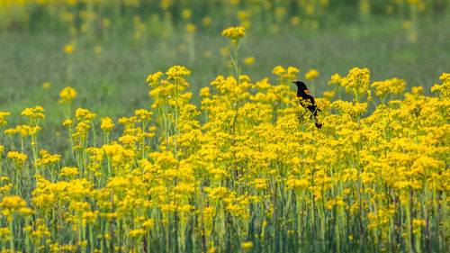 A blackbird sits patiently in a field of yellow flowers enjoying the nice day