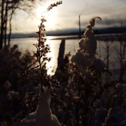 Close-up of plant against sky at sunset