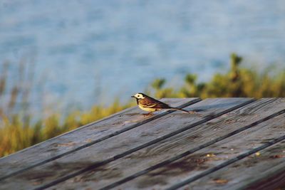 Bird perching on wooden plank