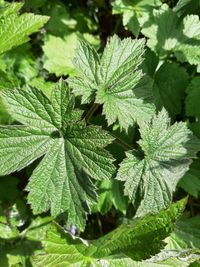 Full frame shot of fresh green leaves