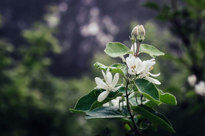 Close-up of white flowering plant