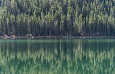 Scenic view of lake in forest