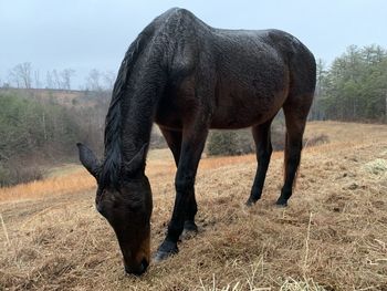 Horse grazing in a field