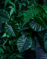 Full frame of green leaves pattern background, nature lush foliage leaf texture , tropical leaf