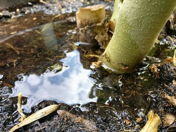 High angle view of puddle