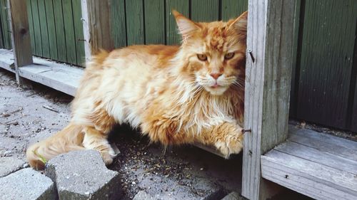 Portrait of ginger cat lying on wooden door