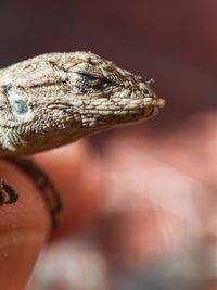 Close-up of lizard