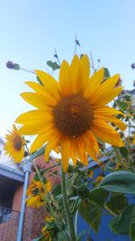 Low angle view of sunflower against sky