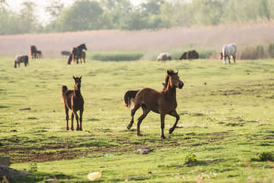 Horses in a field