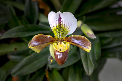 Close-up of fresh white lily flowers