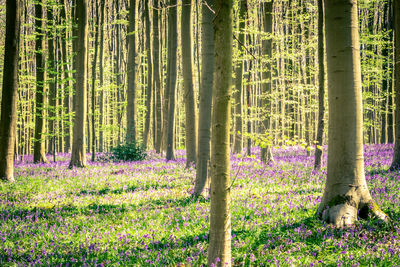 View of trees in forest