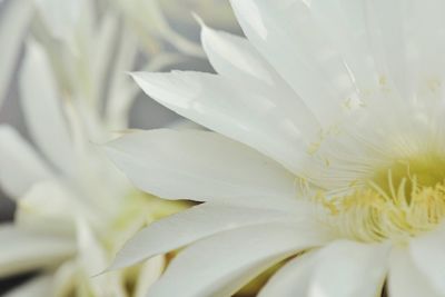 Close-up of white flower