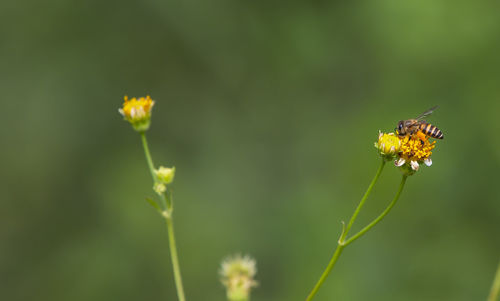 Close-up of butterfly pollinating on flower