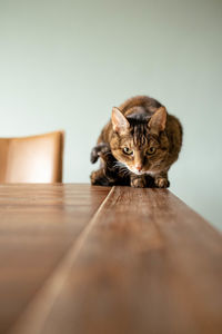 Portrait of cat sitting on table