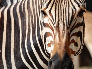 Close-up of zebra in zoo