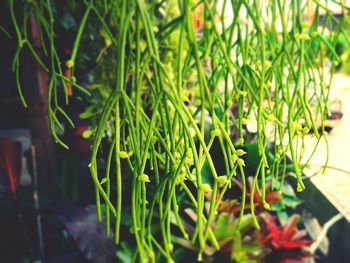 Close-up of fresh green plants