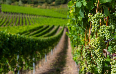 Ripening white grapes close-up on a vine plantation on a beautiful summer day in western germany.