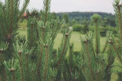 Close-up of plants growing on field against sky