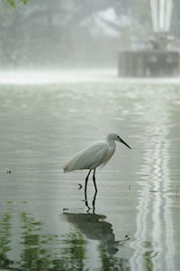 View of heron in lake