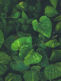 Full frame shot of water drops on leaves