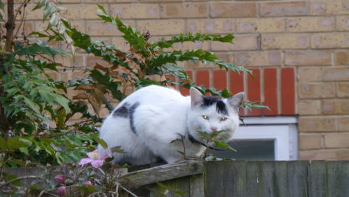 Cat looking up