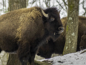 Close-up of lion in winter